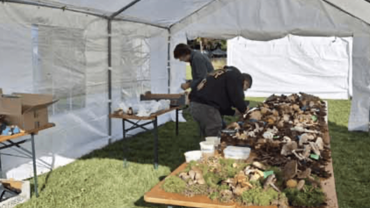 Pilzausstellung beim Waldfest