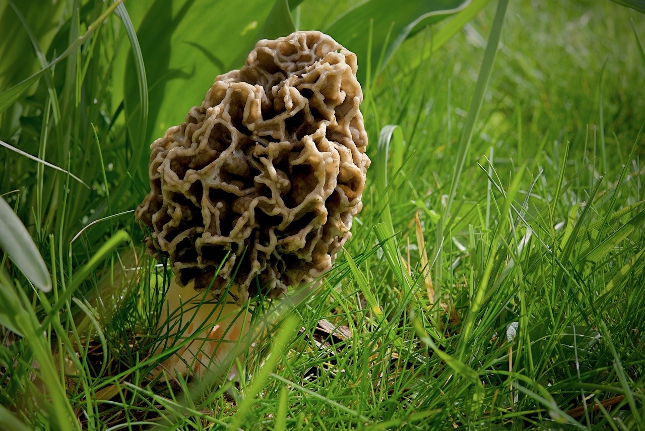 Morchella esculenta (Speisemorchel)