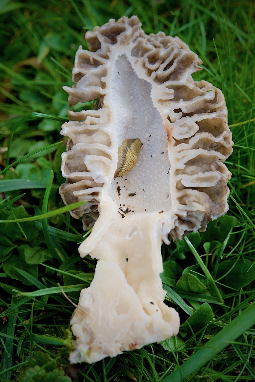 Morchella esculenta (Speisemorchel)