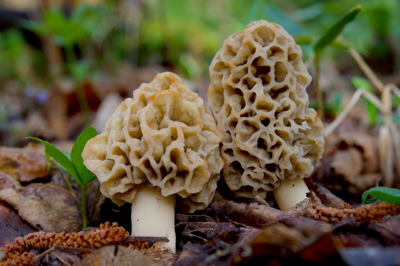 Morchella esculenta (Speisemorchel)