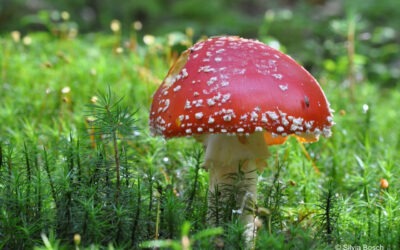 Fliegenpilz – Juni 2024