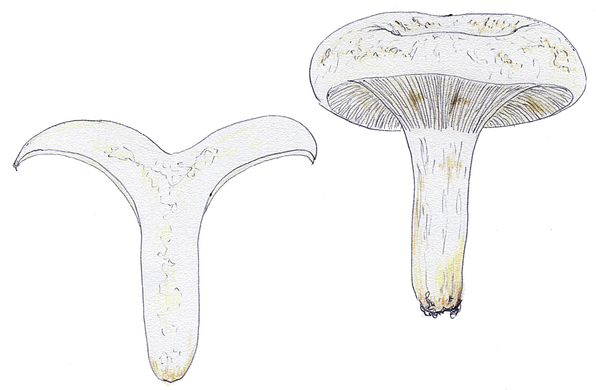 Lactarius piperatus (Langstieliger Pfeffermilchling)