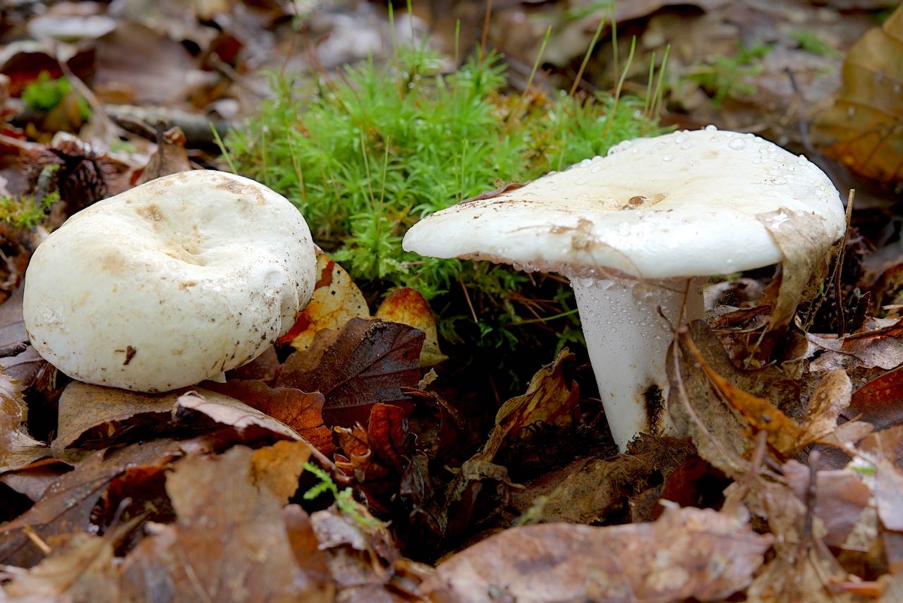 Lactarius piperatus (Langstieliger Pfeffermilchling)