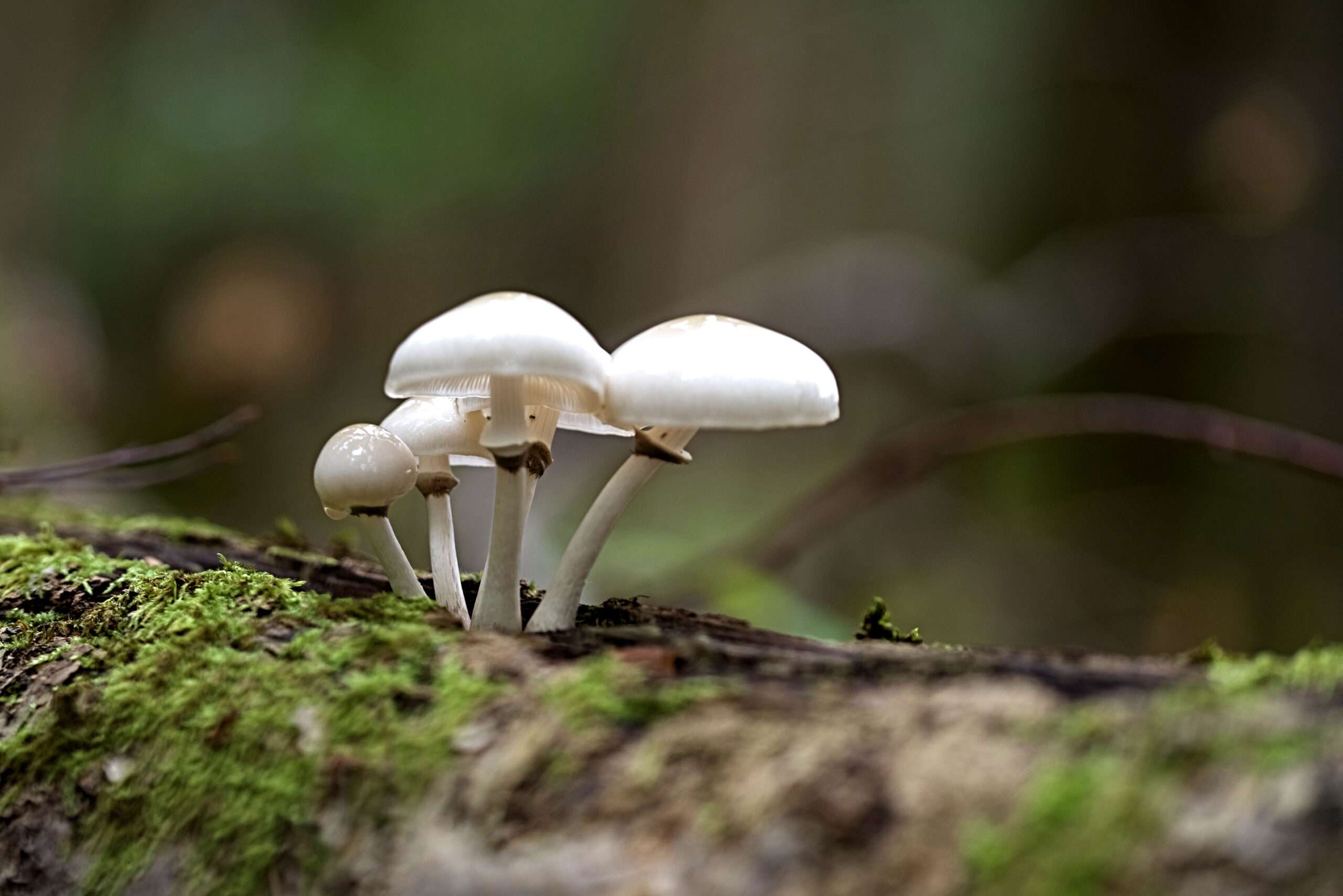 Mucidula mucida
