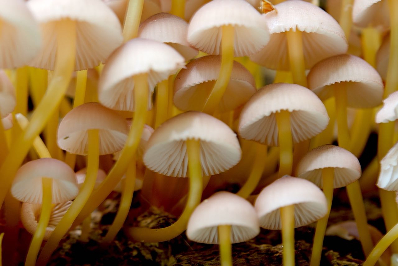 Mycena renati