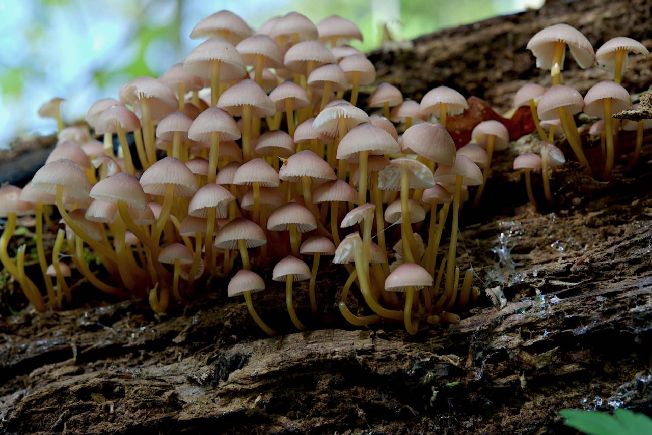 Mycena renati