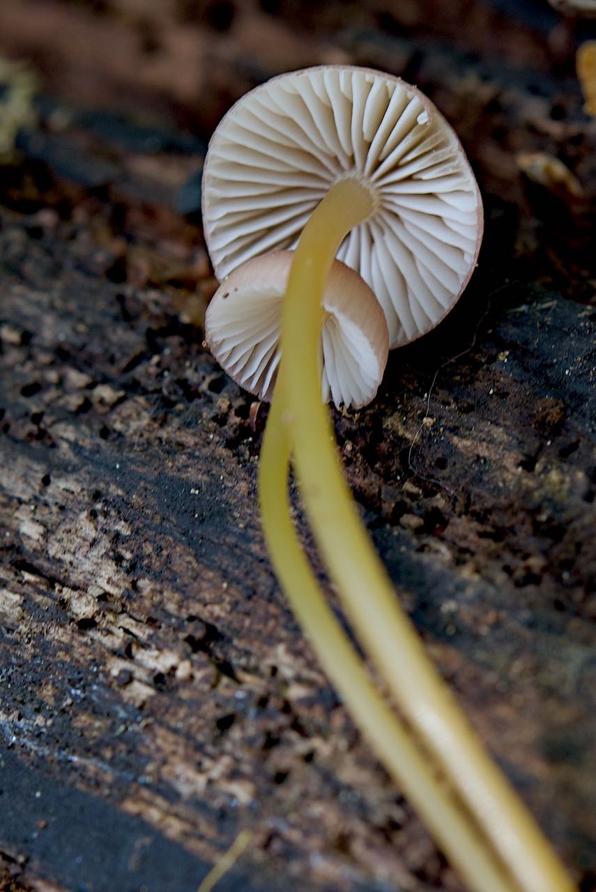 Mycena renati