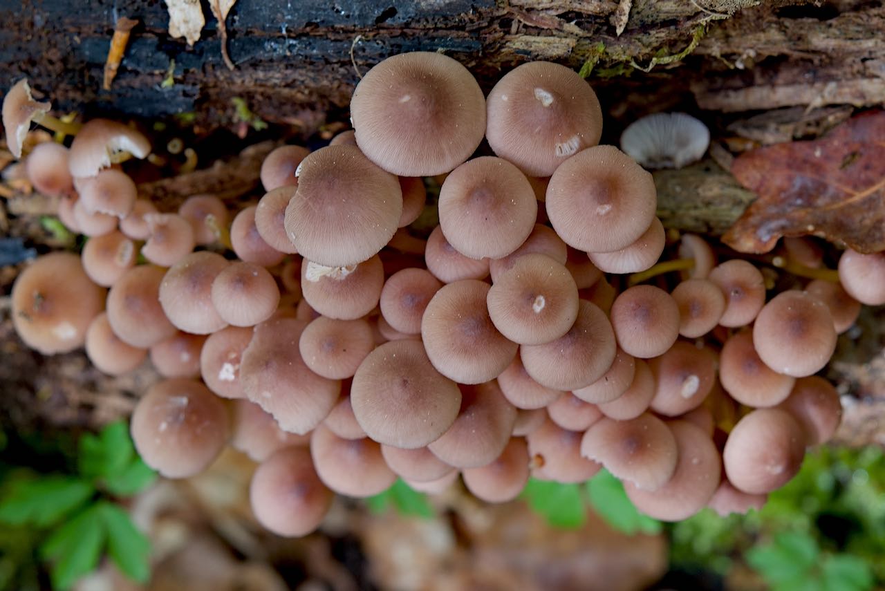 Mycena renati monoben