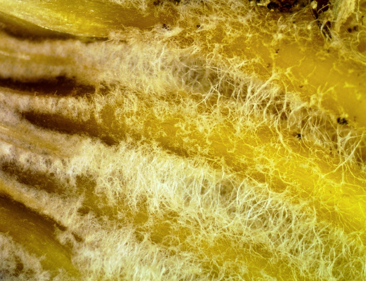 Mycena renati MycelFilz