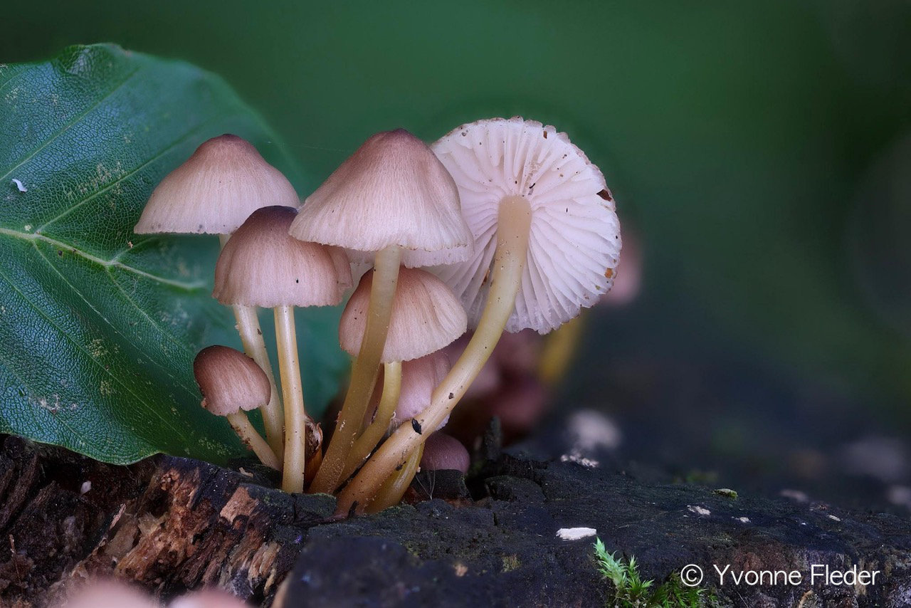 Mycena renati Titel