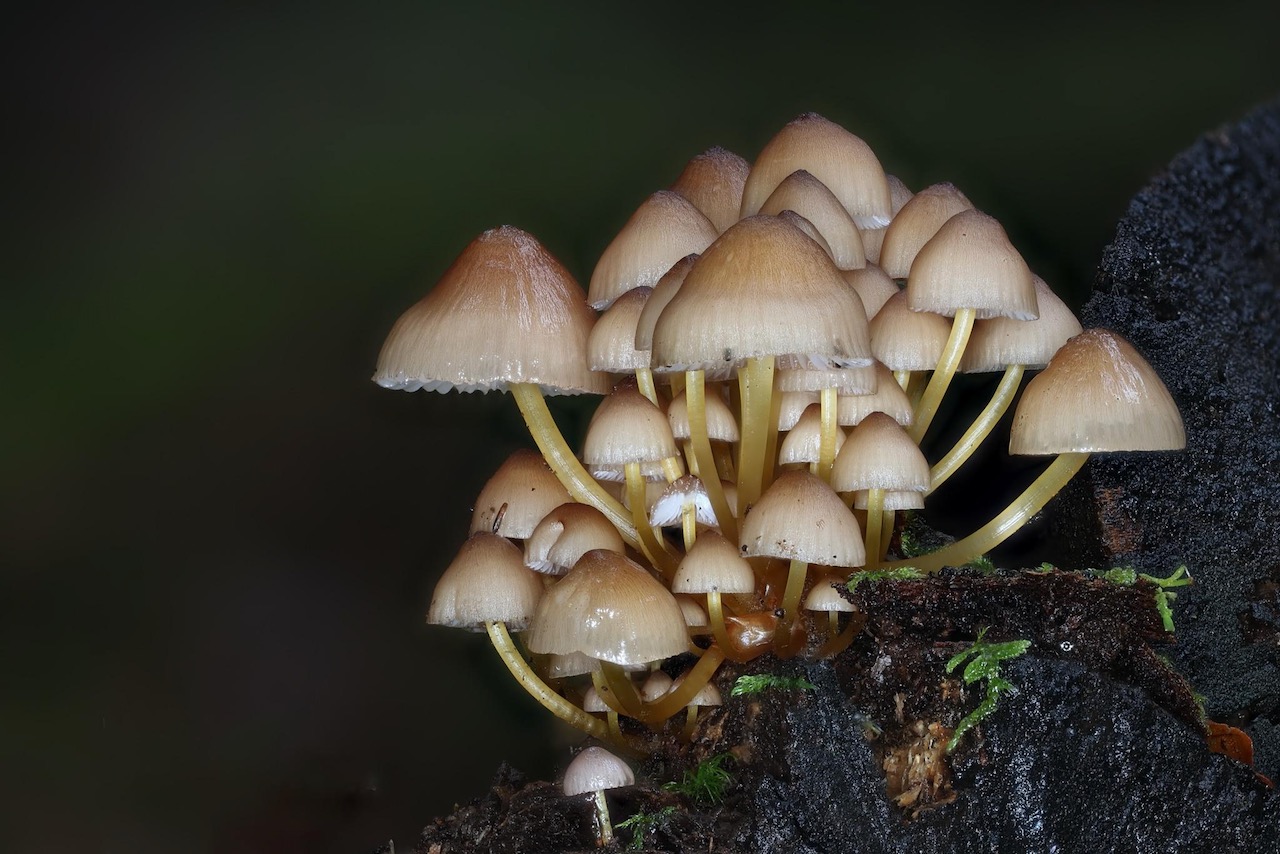 Mycena renati von Yvonne
