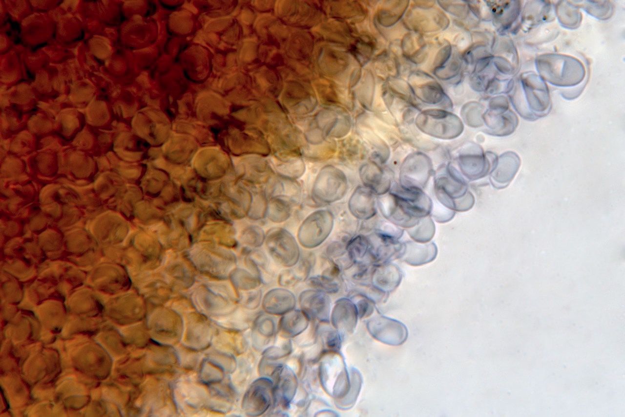 Gelbstieliger Nitrathelmling (Mycena renati)