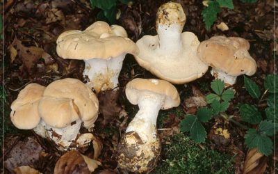 Semmel-Stoppelpilz – Juli 2025
