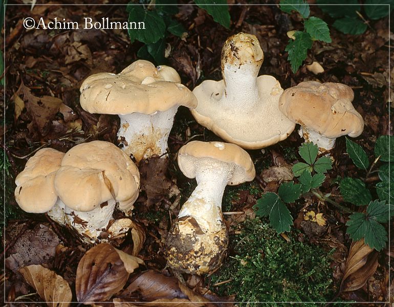 Hydnum-repandum-0391.5