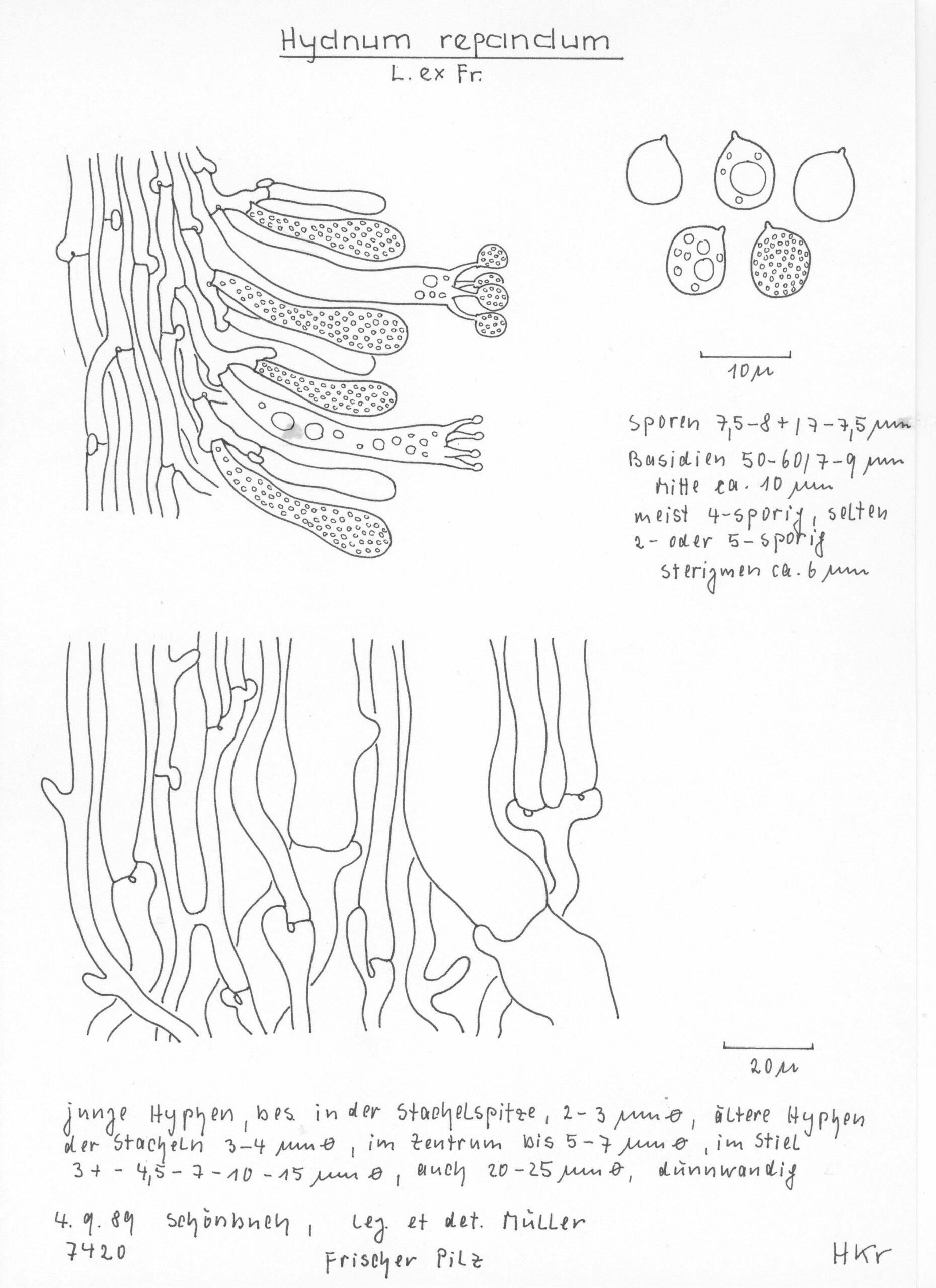 Hydnum_repandum_a Österreichischer Prachtbecherling (Sarcoscypha austriaca) - Korkenzieher ähnliche Haare an Becherrand
