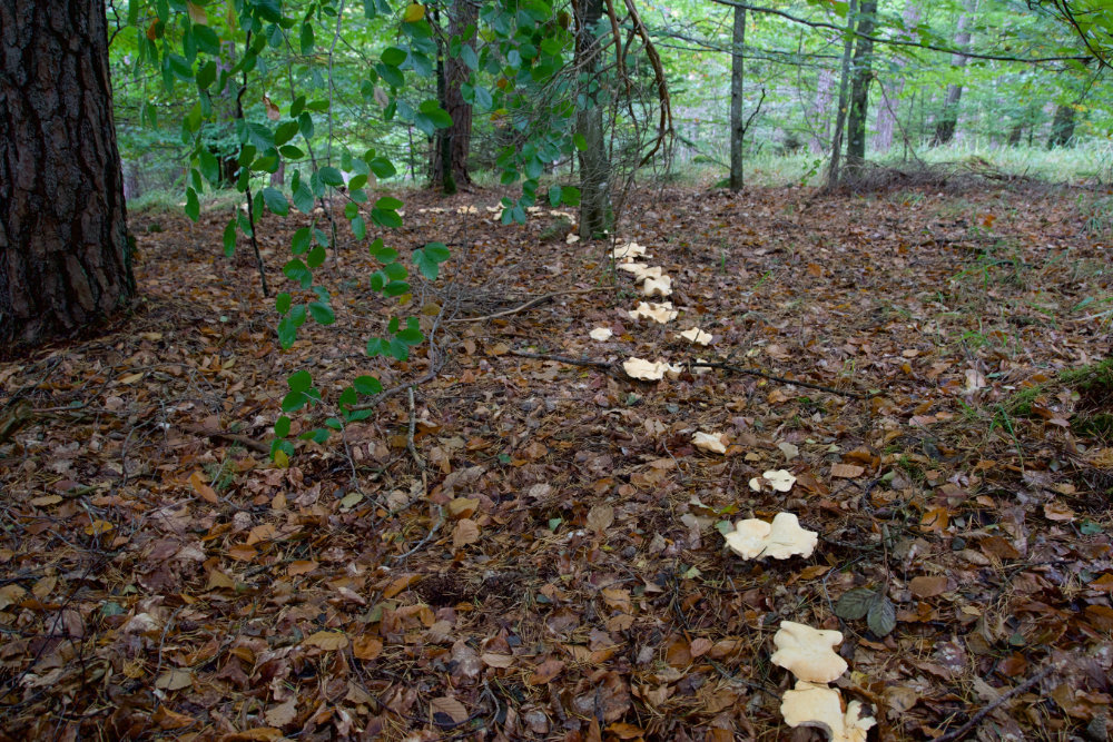 Hydnum repandum - Strasse Hydnum repandum