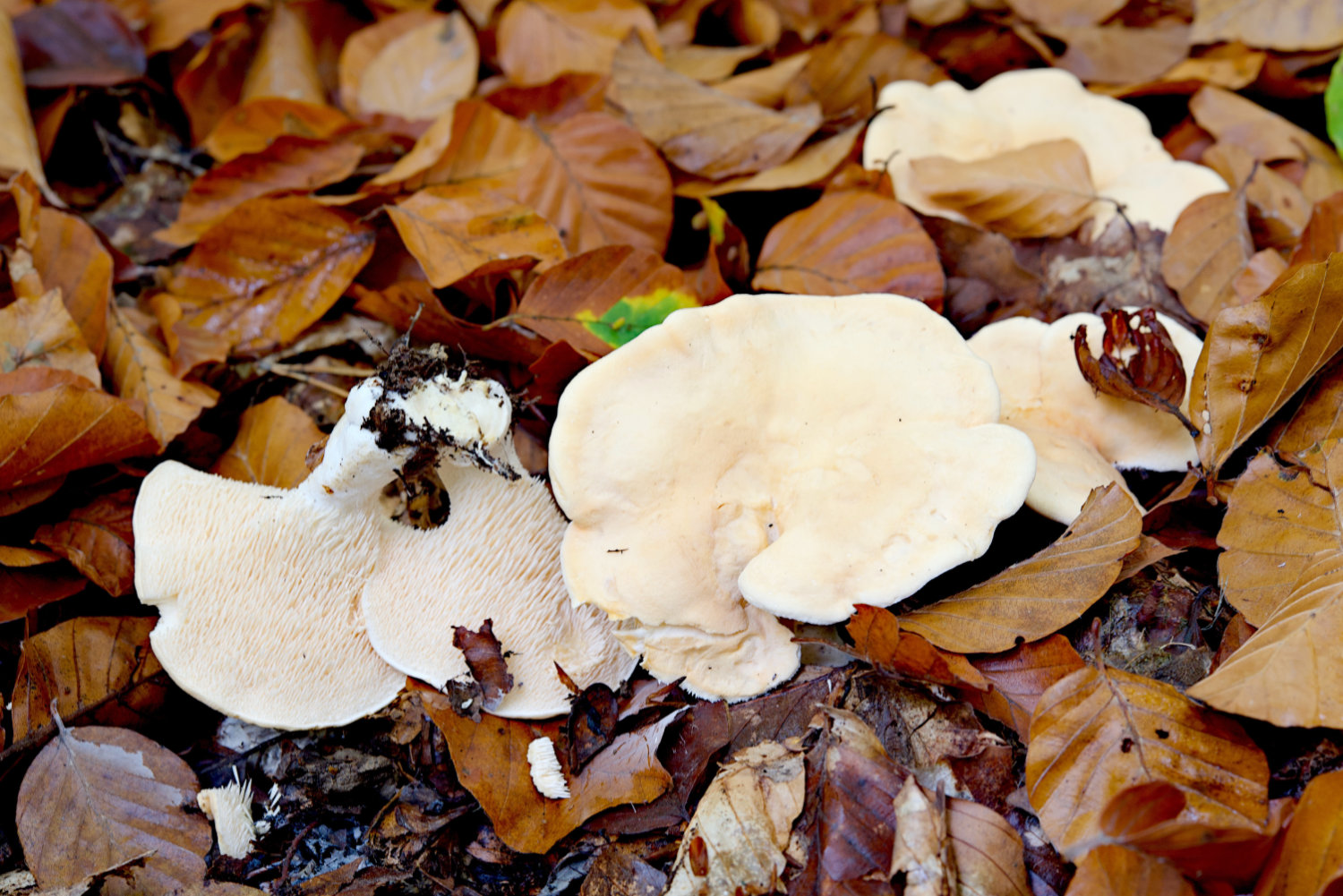 Hydnum repandum (Semmelstoppelpilz)