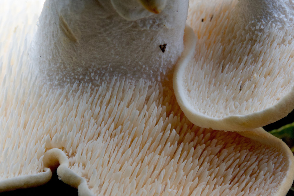 Hydnum repandum (Semmelstoppelpilz)