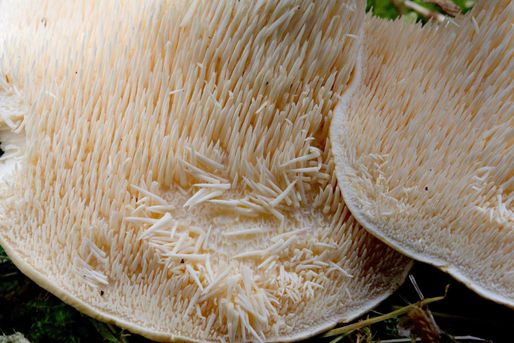 Hydnum repandum (Semmelstoppelpilz)