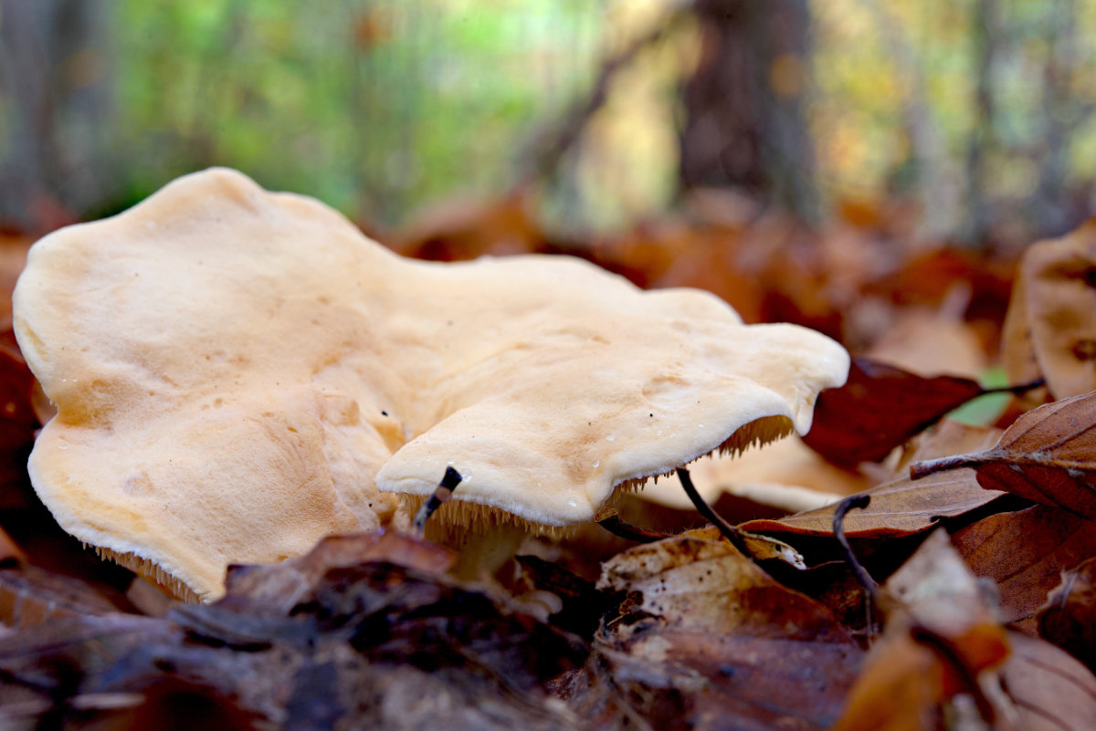 Hydnum repandum (Semmelstoppelpilz)