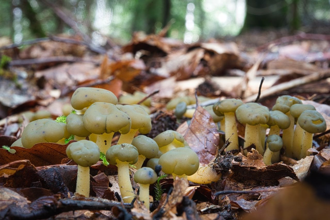 Leotia lubrica (Gallertkäppchen)