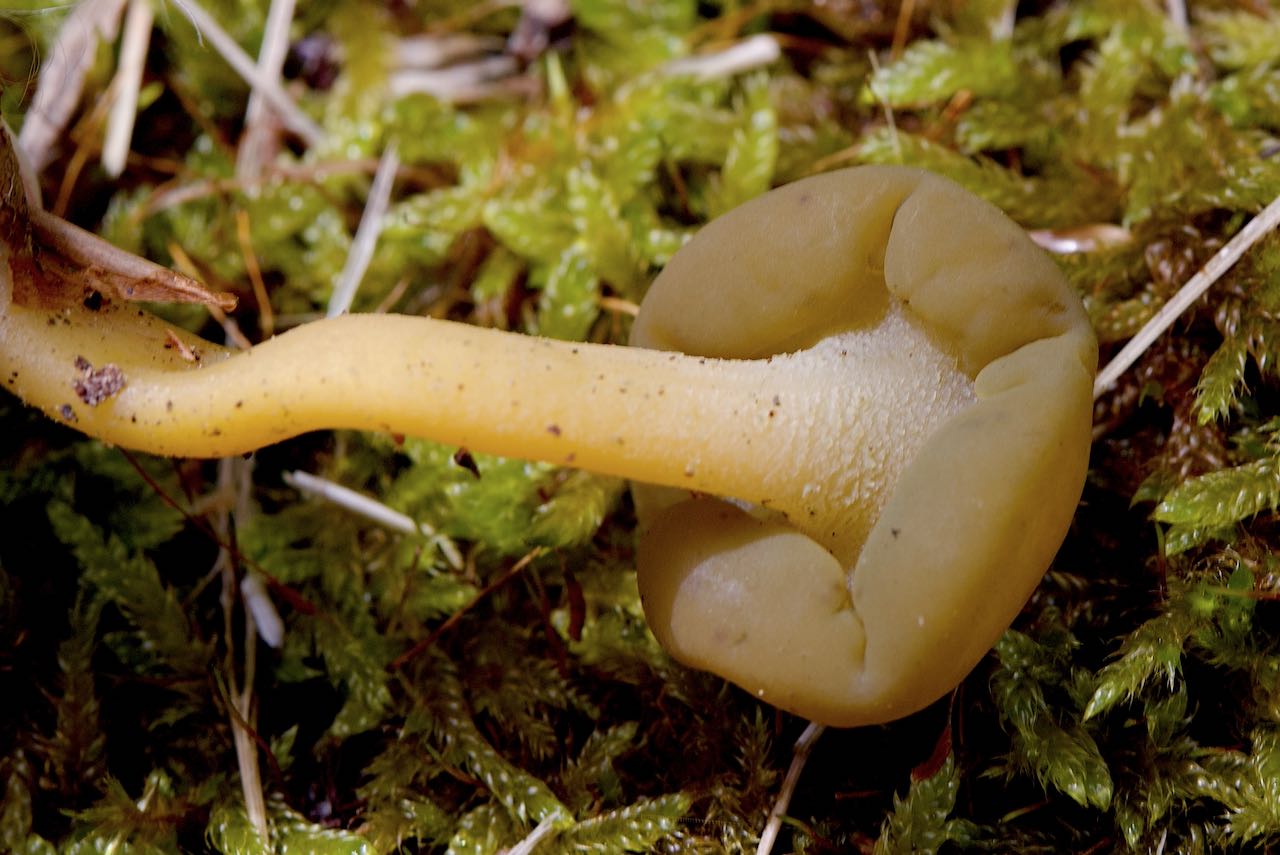 Leotia lubrica (Gallertkäppchen)