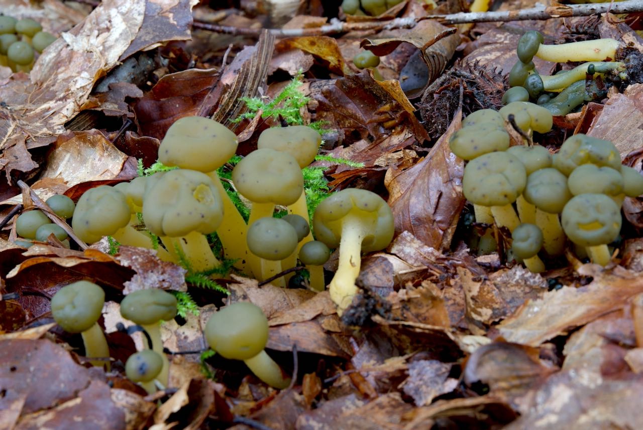 Leotia lubrica (Gallertkäppchen)