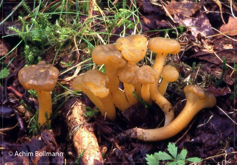 Leotia-lubrica-bo