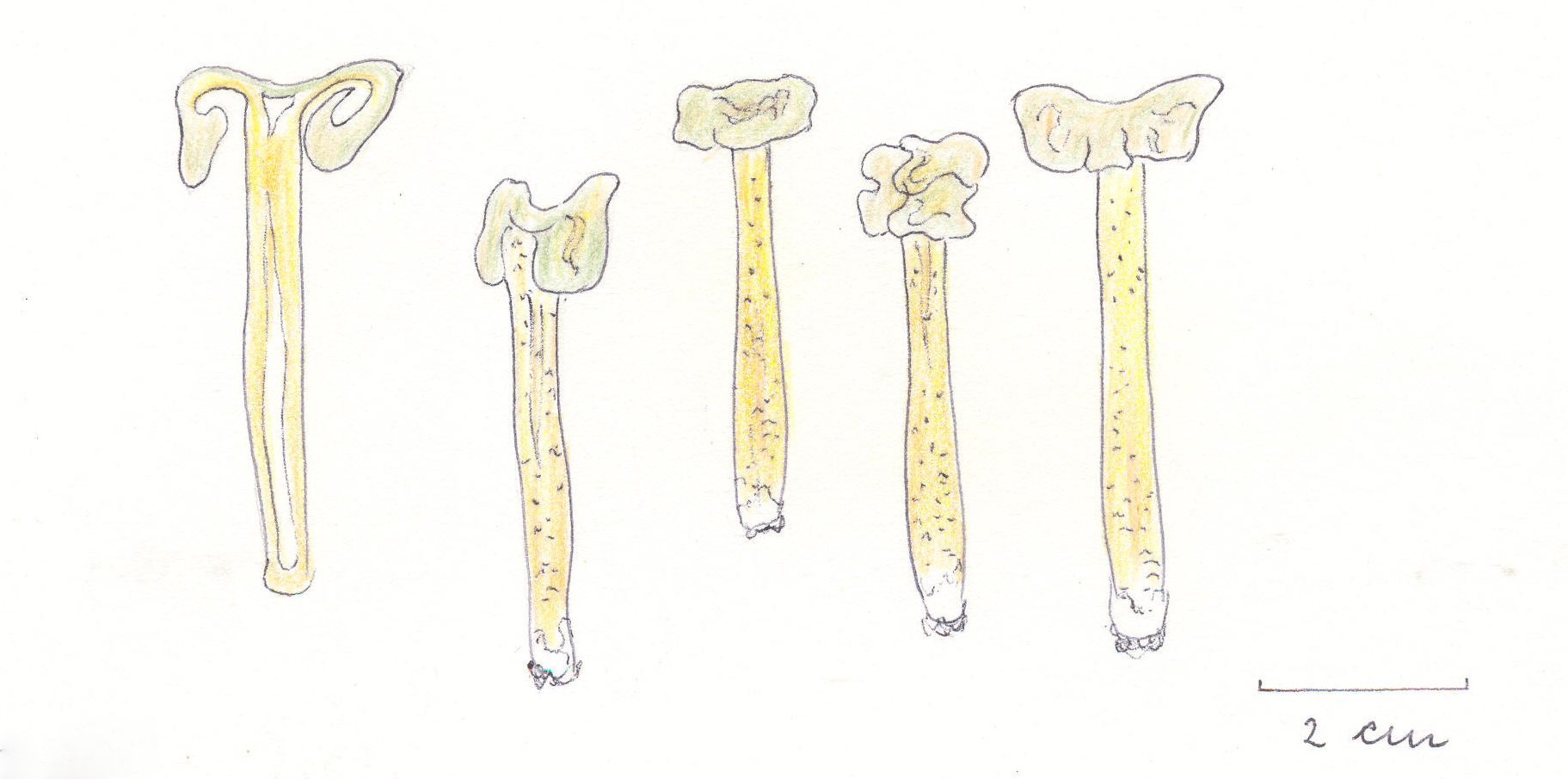 Leotia_lubrica_Makro