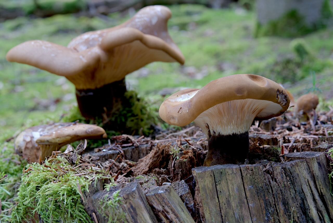 Samtfußkrempling (apinella atrotomentosa) Samtfußkrempling (apinella atrotomentosa)