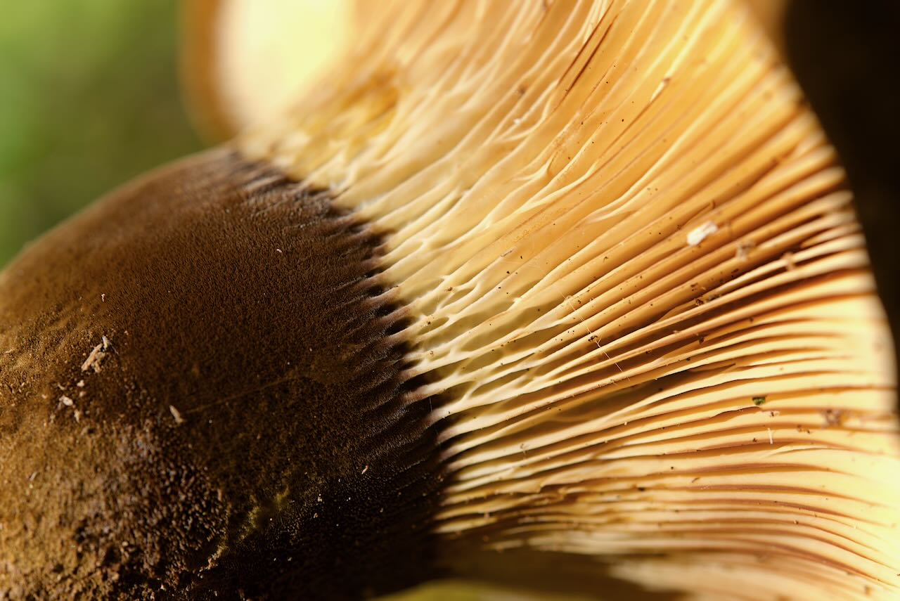 Samtfußkrempling (apinella atrotomentosa) Samtfußkrempling (apinella atrotomentosa)