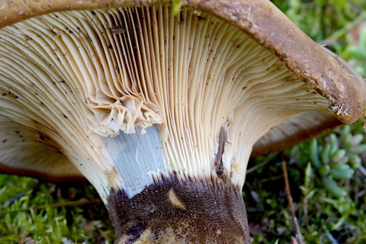 Samtfußkrempling (apinella atrotomentosa) Samtfußkrempling (apinella atrotomentosa)