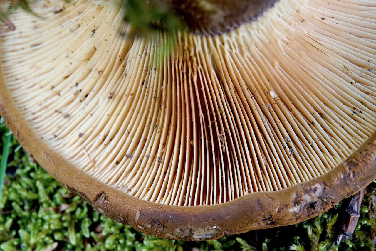 Samtfußkrempling (apinella atrotomentosa) Samtfußkrempling (apinella atrotomentosa)