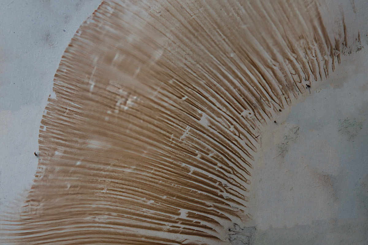 SIL_6644 Samtfußkrempling (apinella atrotomentosa)