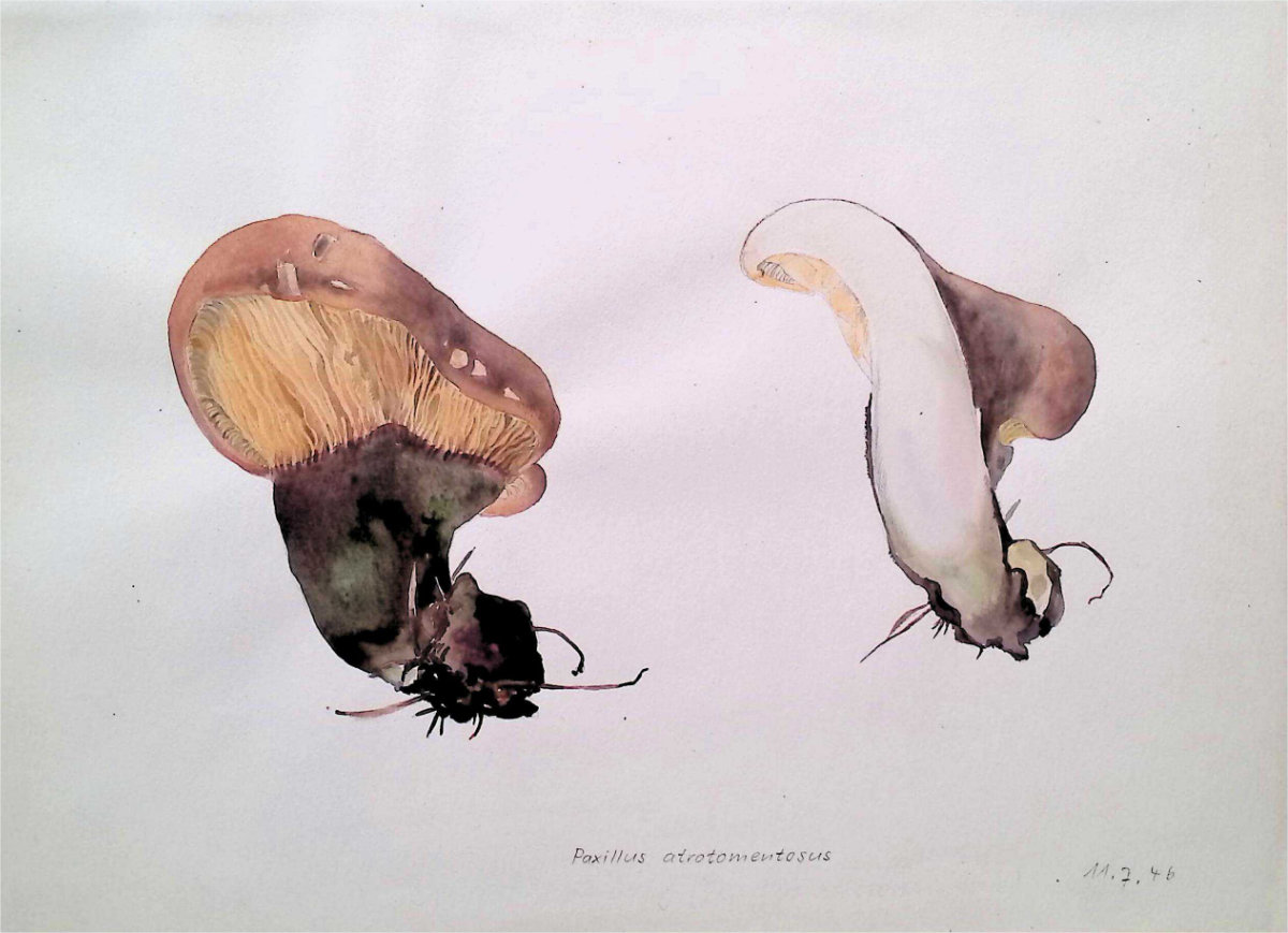 tapinella atrotomentosus aquarell tapinella atrotomentosus aquarell