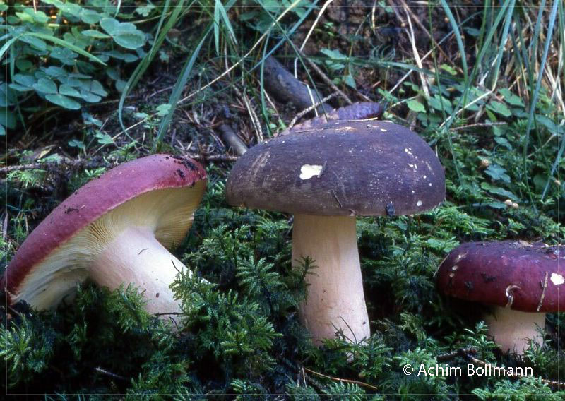 Rotstielige Leder-Täubling (Russula olivacea) - Achim Bollmann