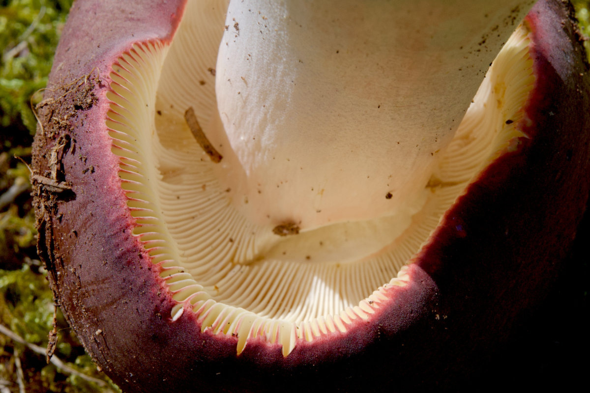 Rotstielige Leder-Täubling (Russula olivacea) - Lamellen