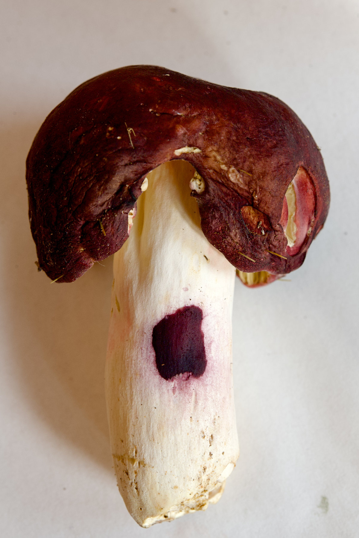 Rotstielige Leder-Täubling (Russula olivacea) - Phenolverfärbung