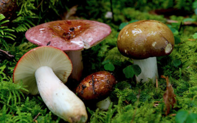 Rotstieliger Ledertäubling – Oktober 2025