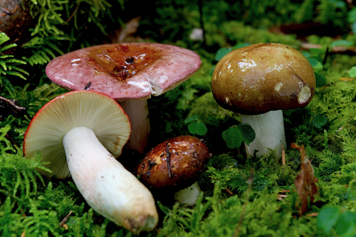 Rotstielige Leder-Täubling (Russula olivacea) - Titel