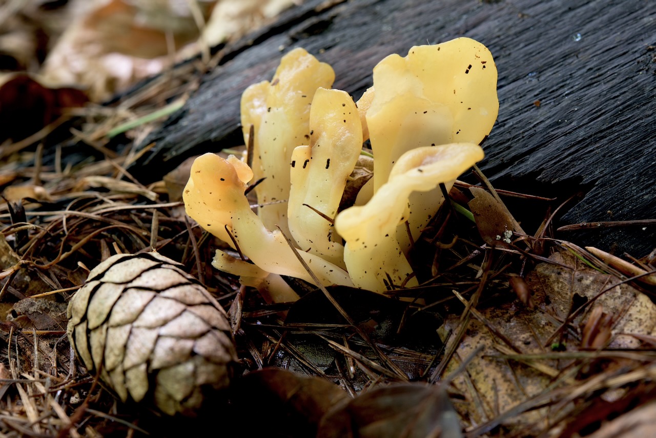 Gelber Spateling (Spathularia flavida)