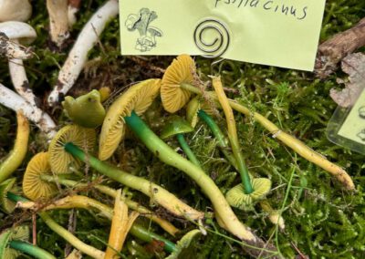 Papageiensaftlinge -2025