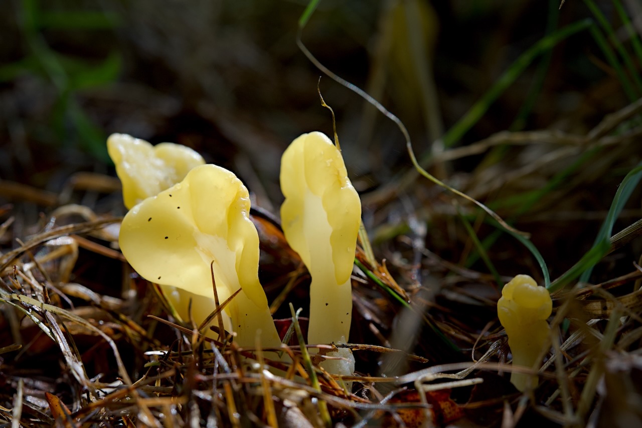 Gelber Spateling (Spathularia flavida)