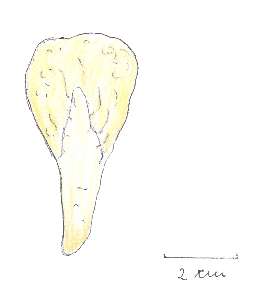 Spathularia flavida Zeichnung