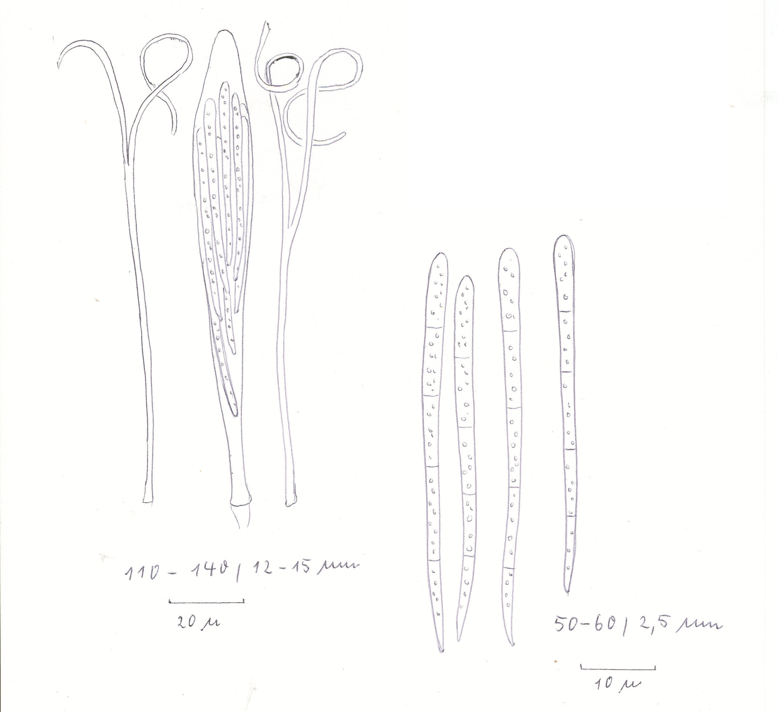 Spathularia flavida Zeichnung Mikromerkmale