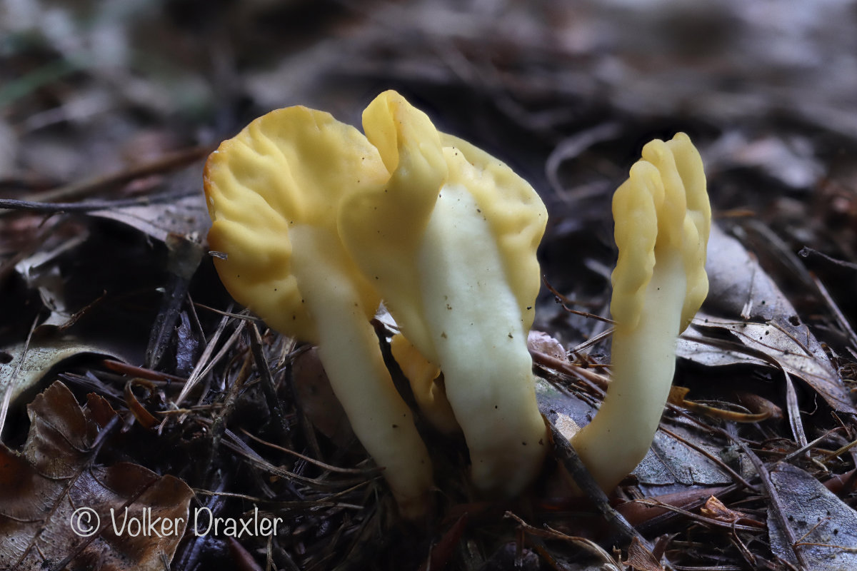 Gelber Spateling (Spathularia flavida) Titel Gelber Spateling (Spathularia flavida) Titel