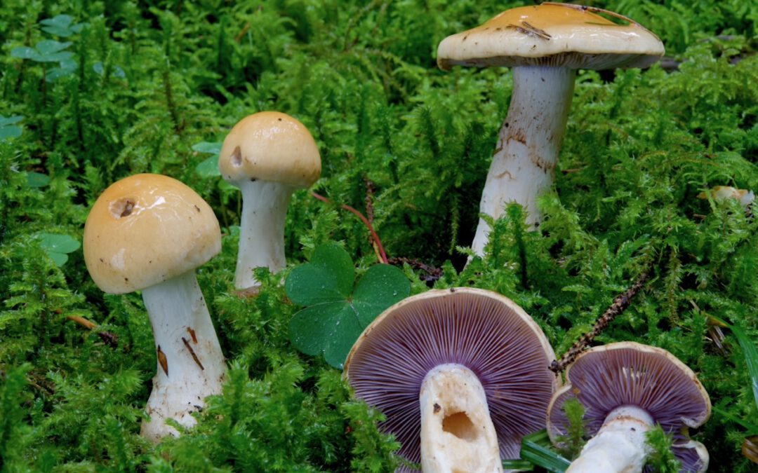 Semmelgelber Schleimkopf – Dezember 2025