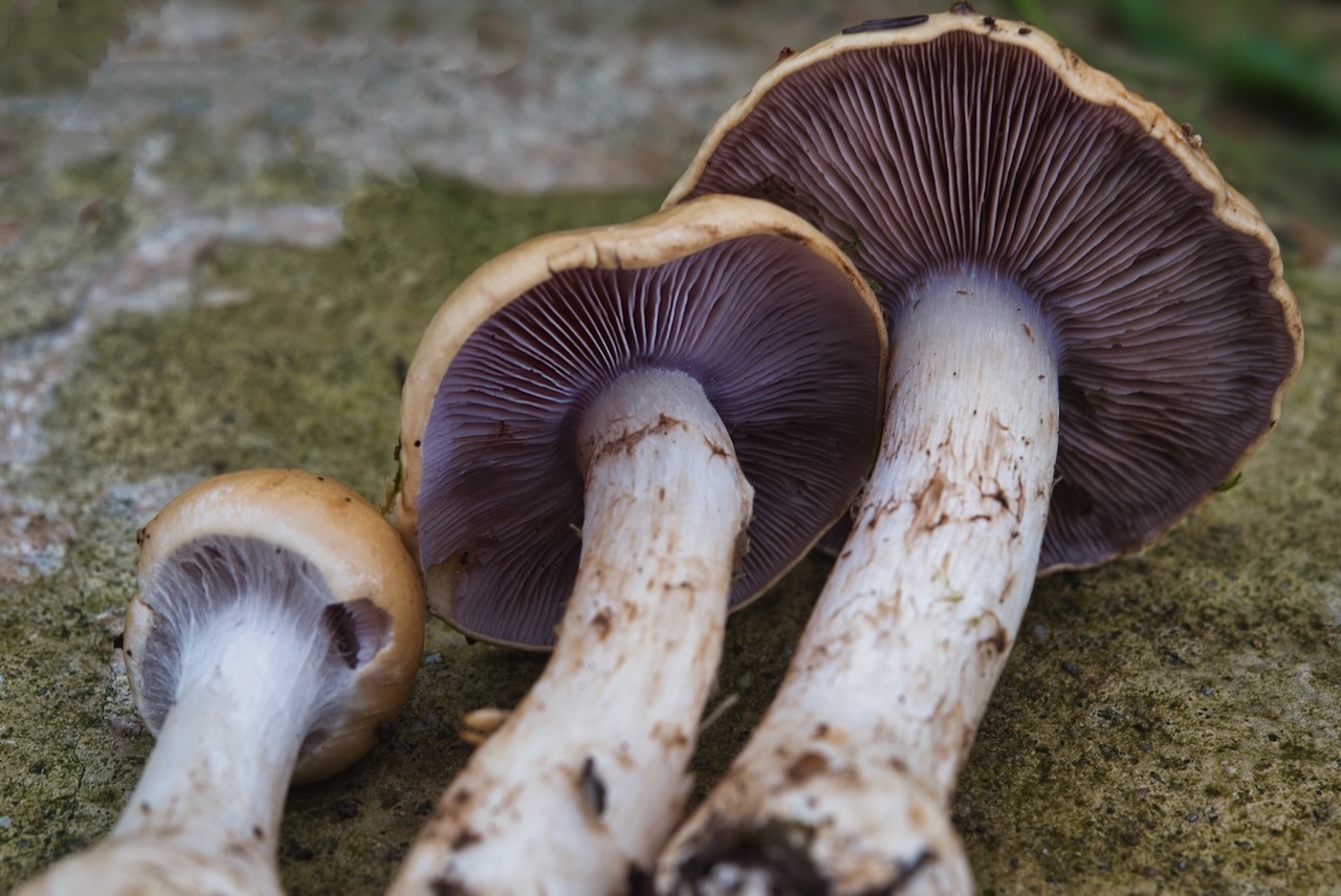 Gelber Spateling (Spathularia flavida)