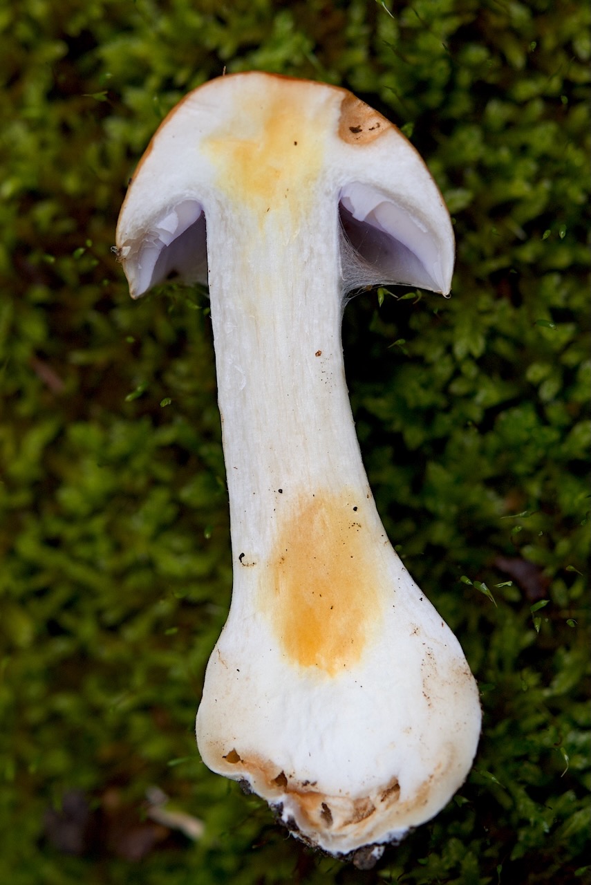 Spathularia flavida Zeichnung