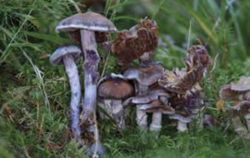 Jahrestagung Oberhof